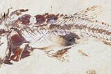 Cretaceous Predatory Fish (Eurypholis) - Squid In Stomach! #173375-2